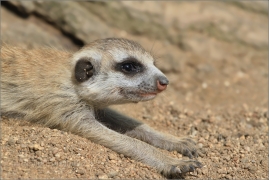 <p>SURIKATA (Suricata suricatta), ZOO Ústí nad Labem</p>